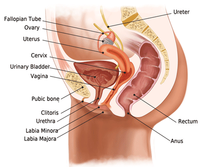 Anatomy Anatomy Female Sexuality Teen 22
