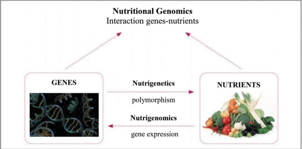 Nutrigenomics Pic.png