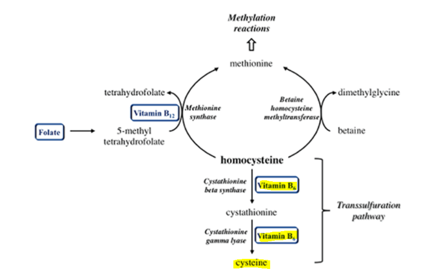 Homocystein metabolism.PNG